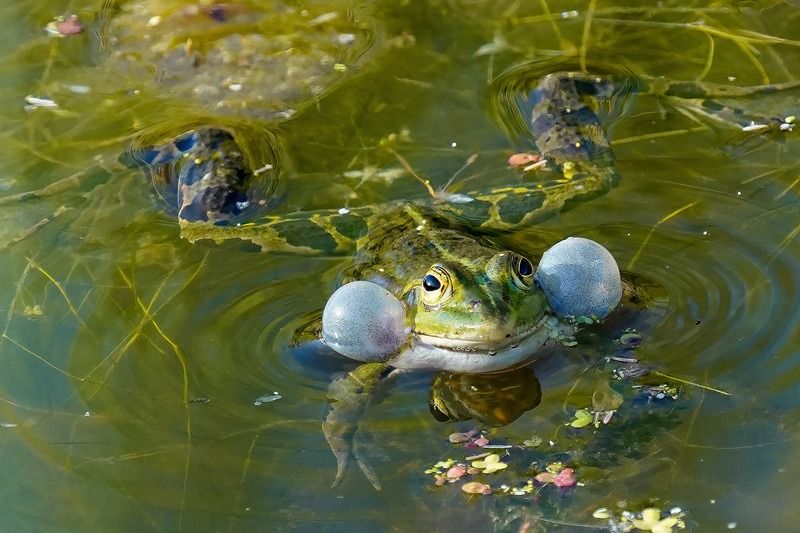 L’IA et les grenouilles